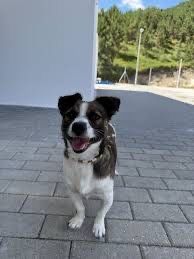 Pocoyo - 1.5 anos, porte pequeno (7kg)