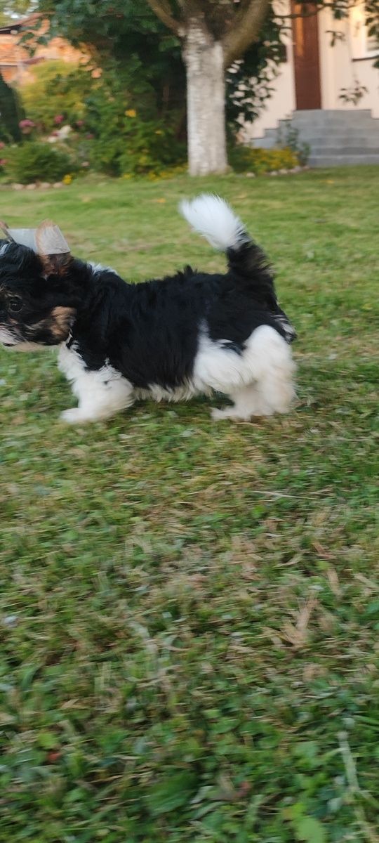 York Shire terrier BIEWER chłopak