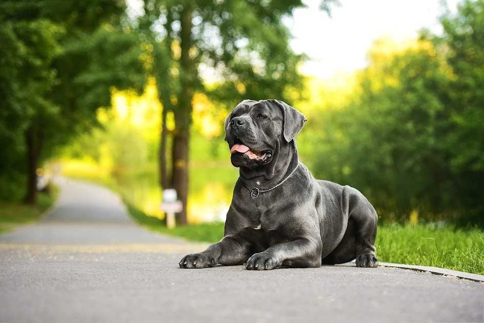 Елітні,породні,найкращі Кане Корсо