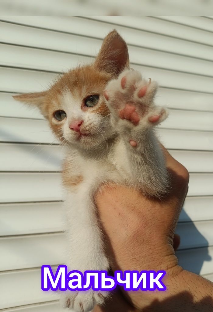 Котёнок мейн-кун 1.5 месяца мальчик