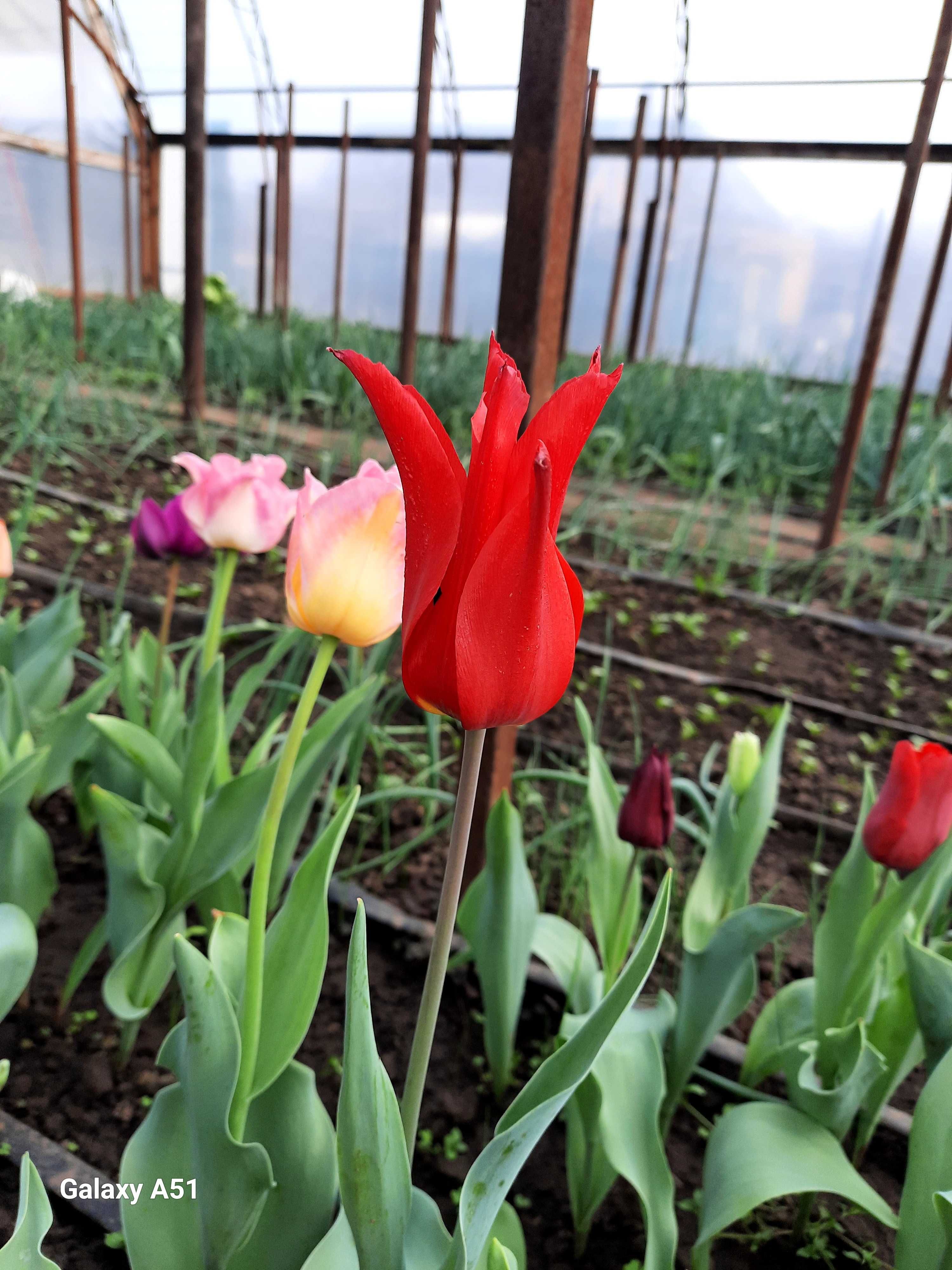 Цибулини тюльпанів