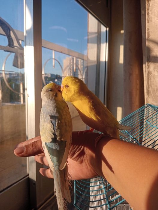 2 piriquitos domésticados