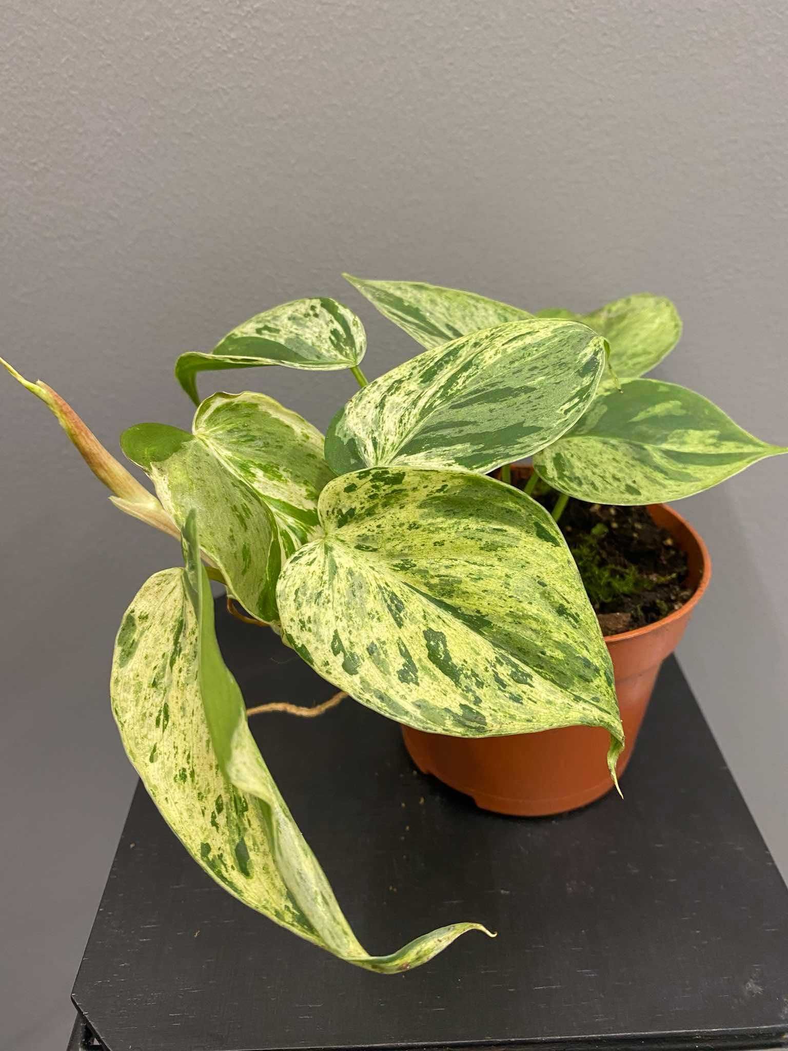 Philodendron Hederaceum Oxycardium Variegata Filodendron