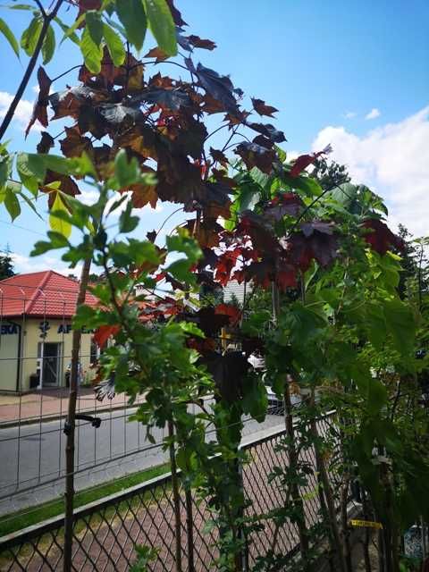 Piękana brzoza zielona i czerwona zwisająca -pendula