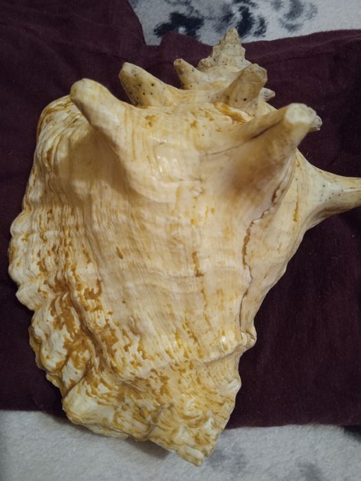 Продам ракушку океаническую