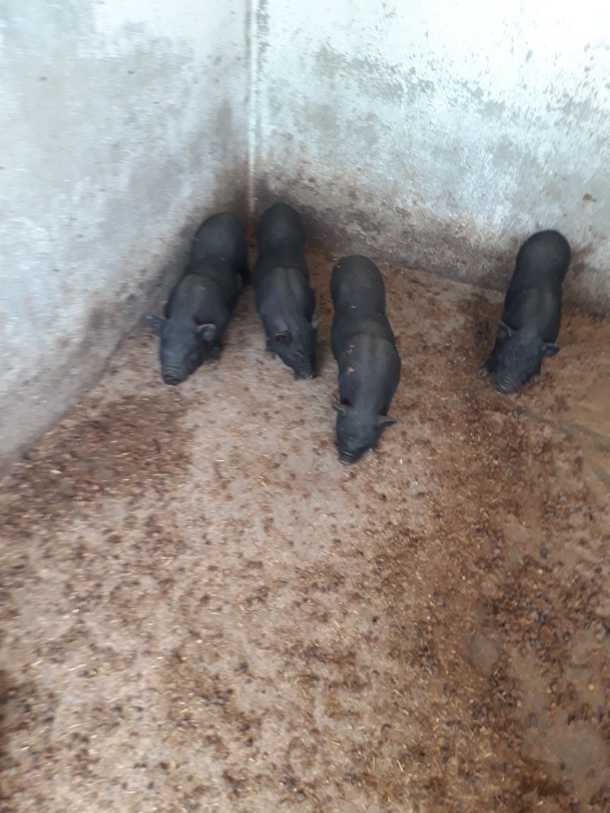2casais de porcos vietnamitas