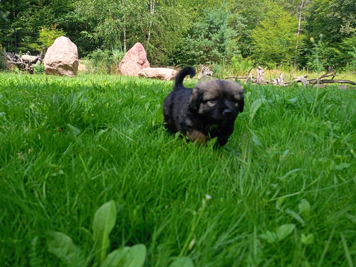 Coco - psie dziecko do adopcji