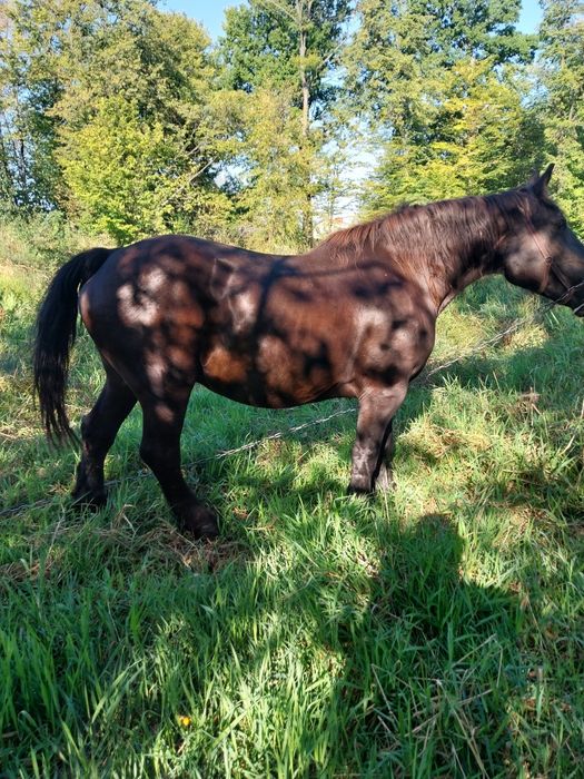 Sprzedam  ładną klacz