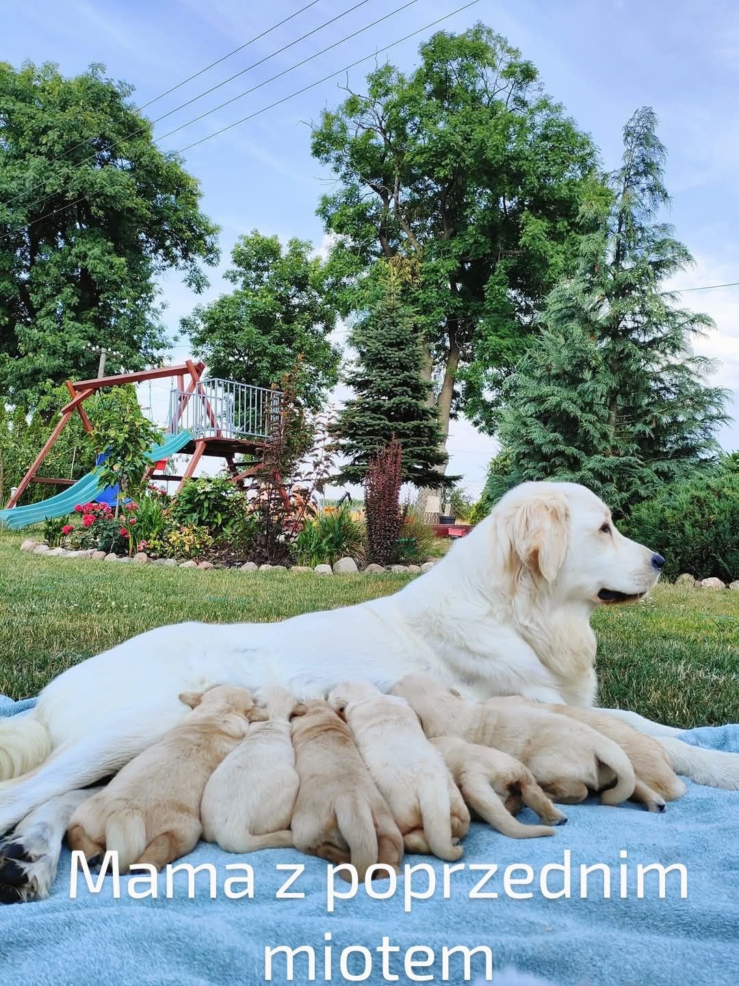 Golden retriever szczenię złote do odbioru
