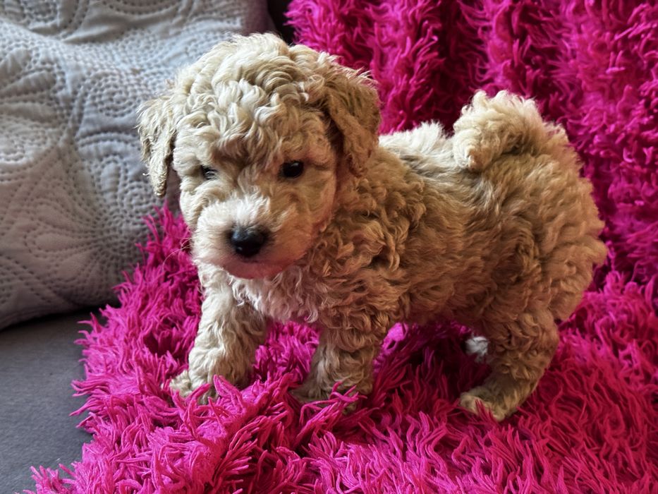 Bichpoo piesek Tofik