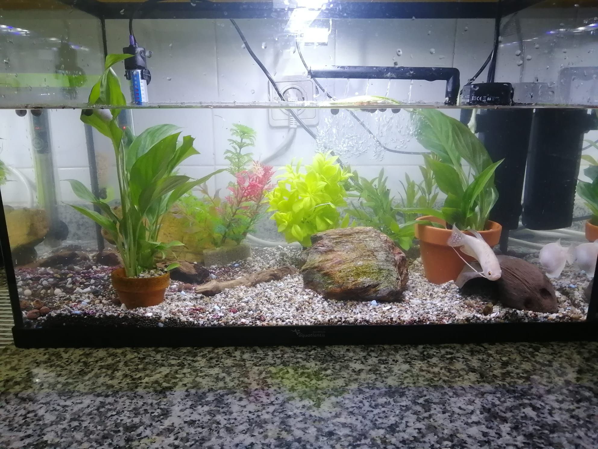 Aquários variados