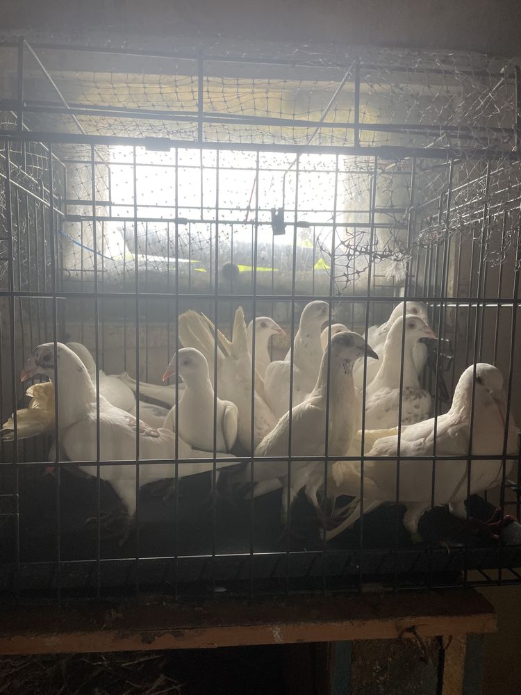 Gołębie pocztowe tygrysy i mulemansy