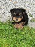 Yorkshire terrier piesek
