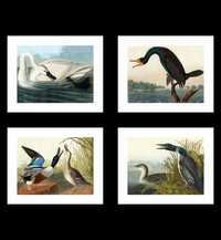 Komplet 4 Plakatów bez Ram, Ptaki Wodne, John James Audubon