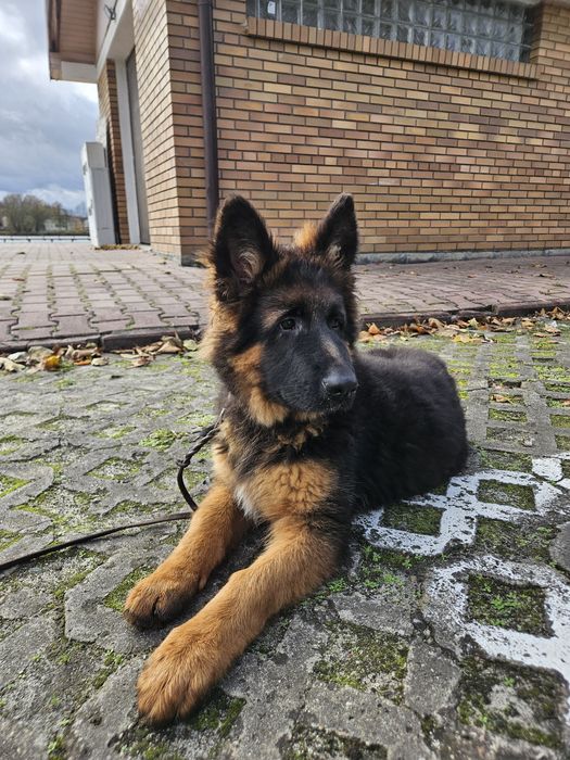 Owczarek Niemiecki Długowłosy