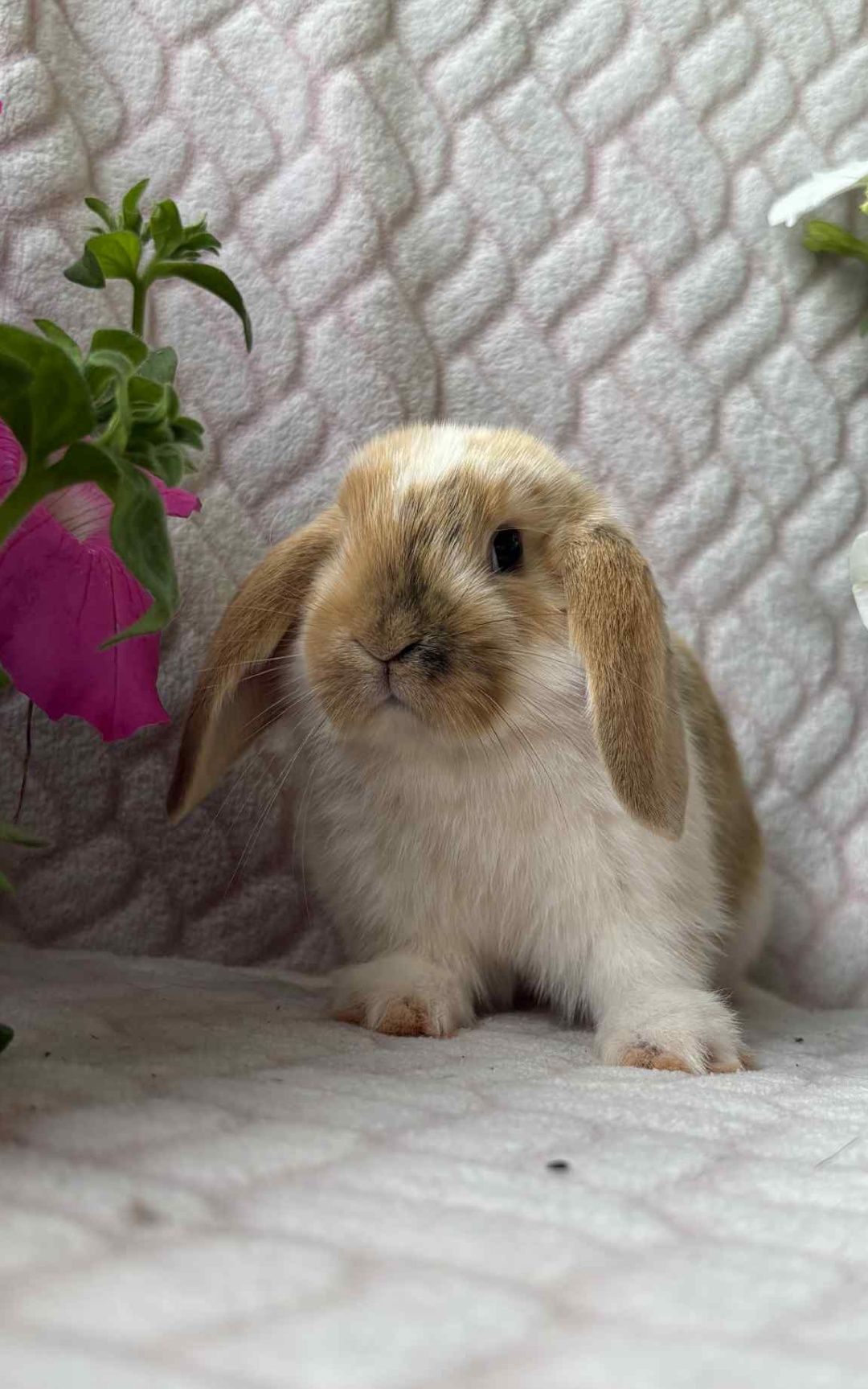 Królik mini Lop, karzełki tedi długowłose
