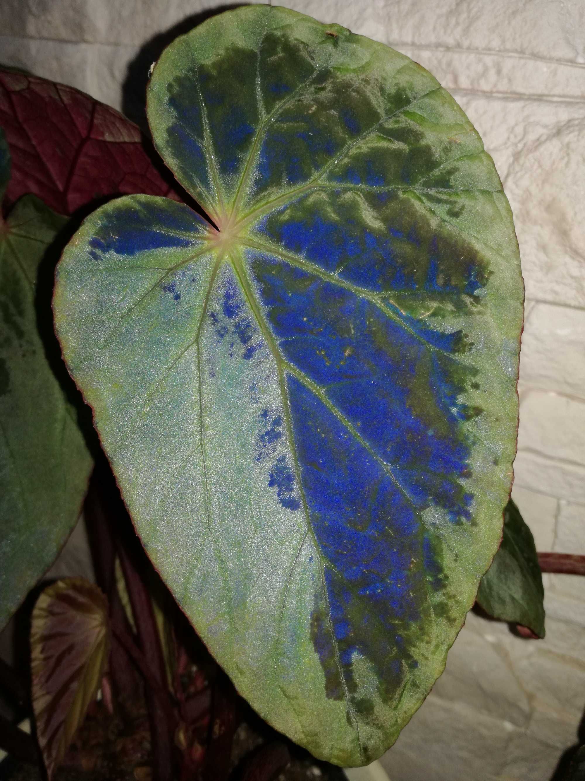 Begonia Burkilii Dark Form " Silver Edge " - variegata black monstera