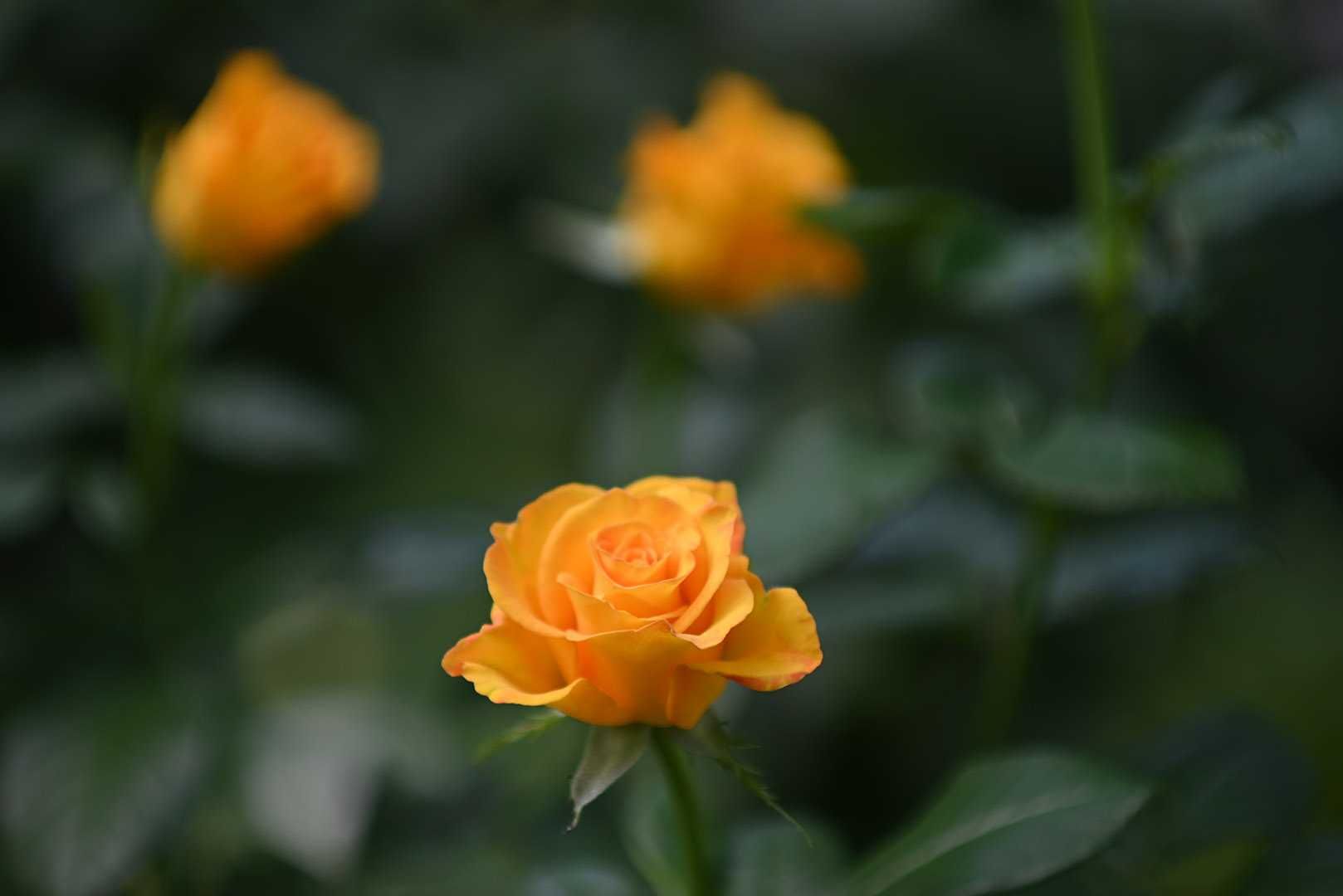Двократний телеконвертер Nikon Kenko-Tokina N-Afs 1.4X Teleplus PRO300