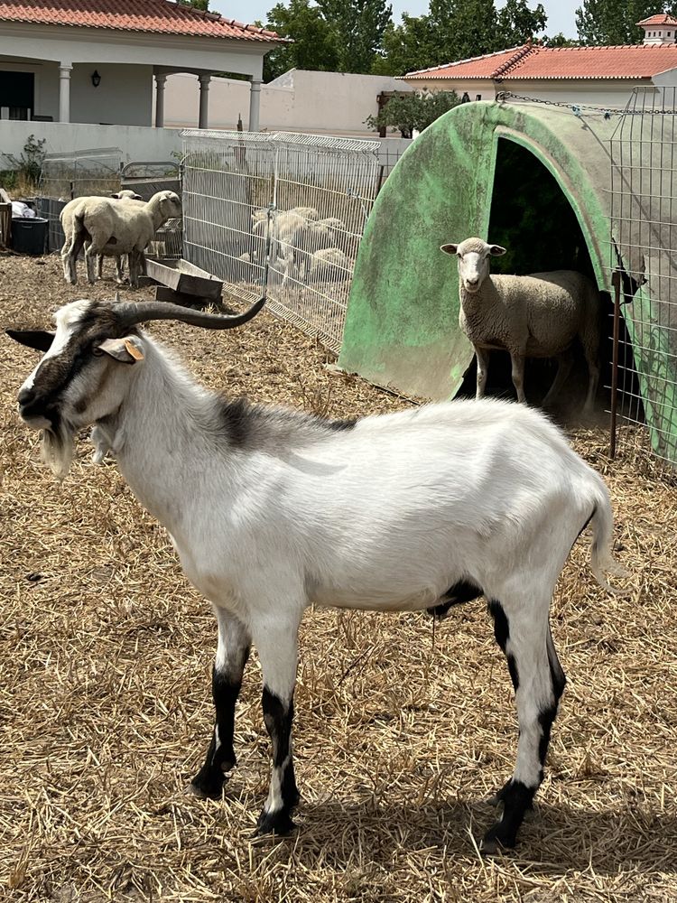11 cabras e um chibo