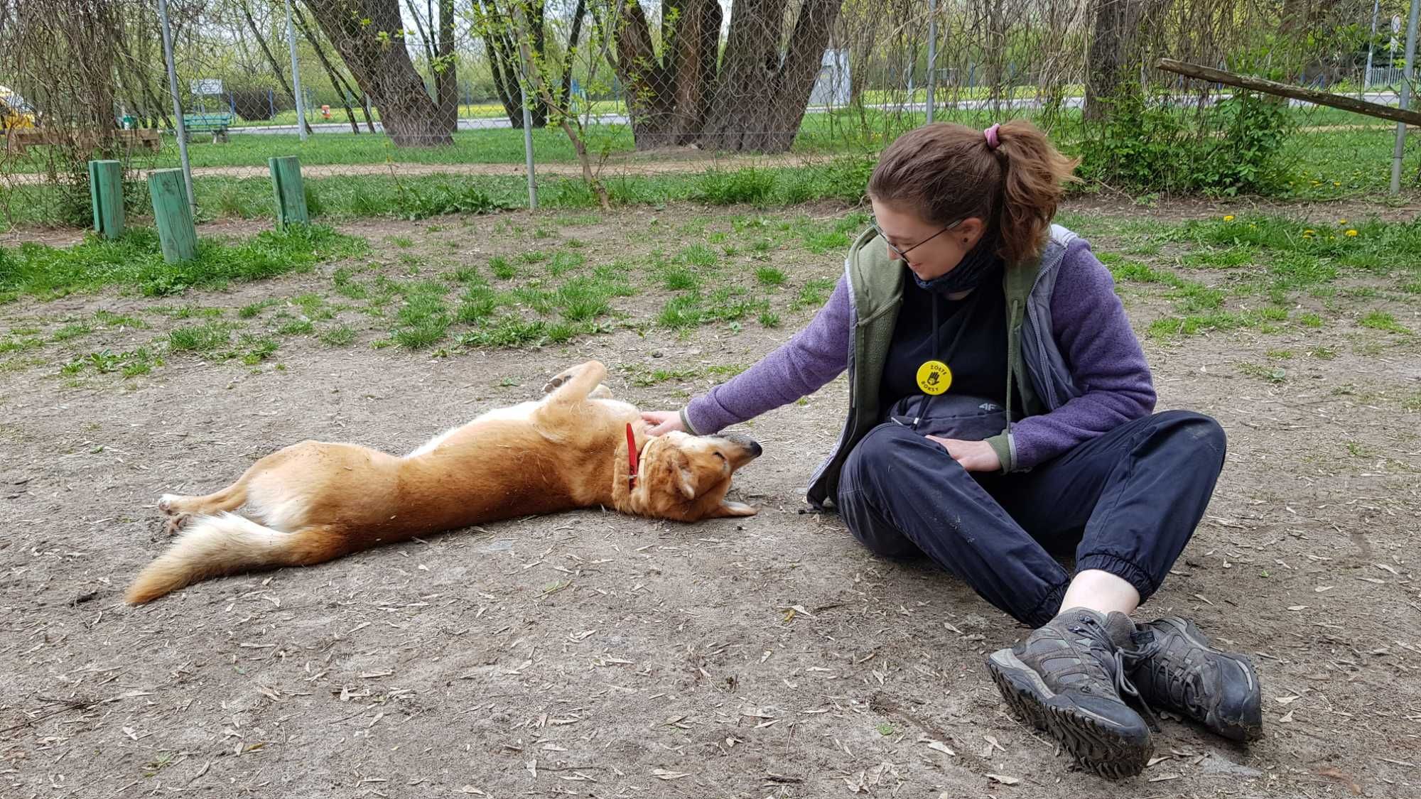 Dyplomowana behawiorystka, petsitterka, opieka nad psem i kotem