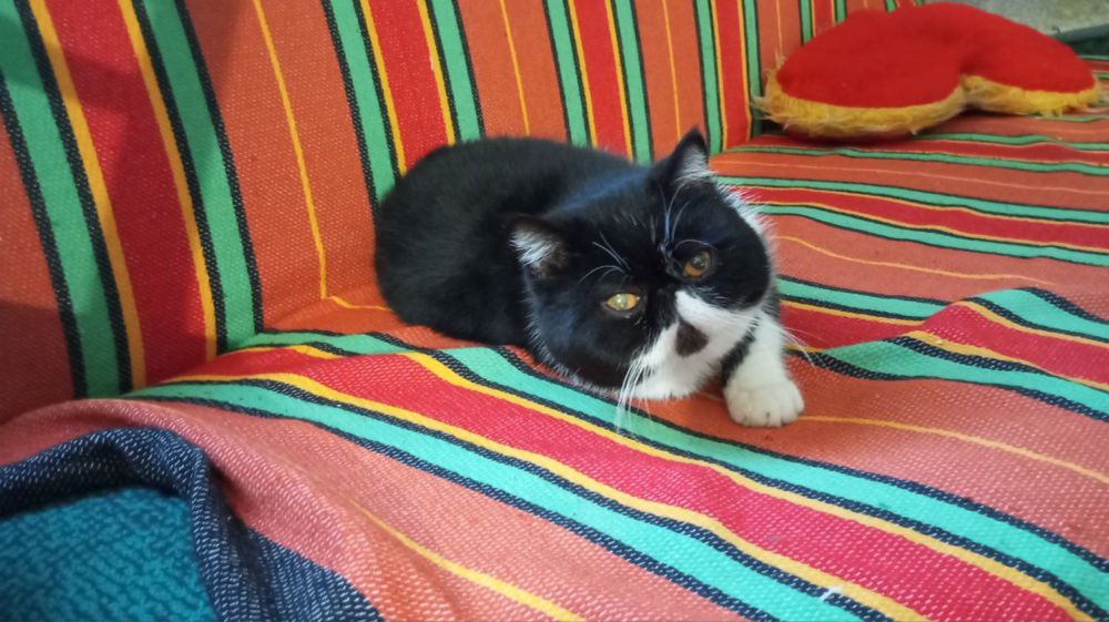 Кот, кіт екзот (вязка)