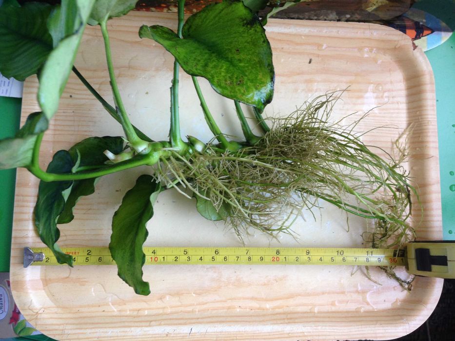 Anubias - duża sadzonka