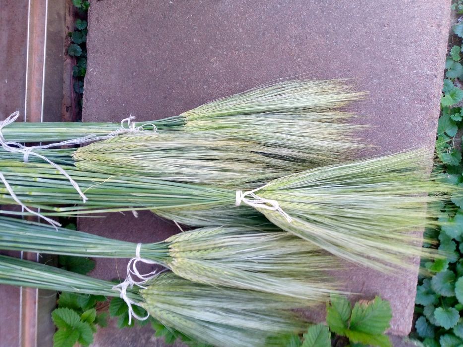 Колоски пшениці, букет пшениці, ячмінь