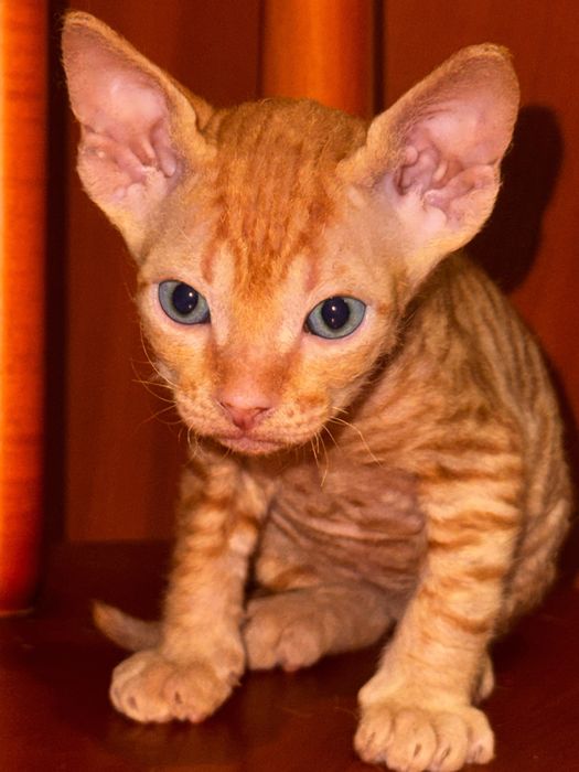 Продаються кошенята канадського сфінкса