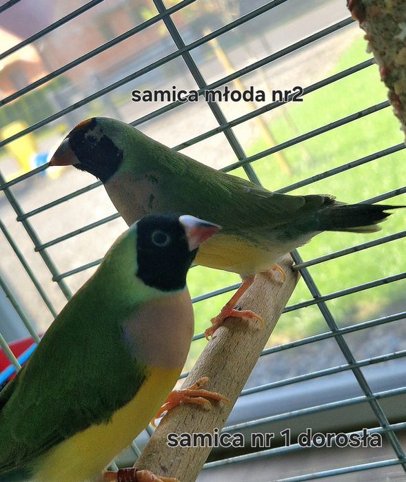 Amadyna wspaniala  dwie samice wolne  , bez samców.
