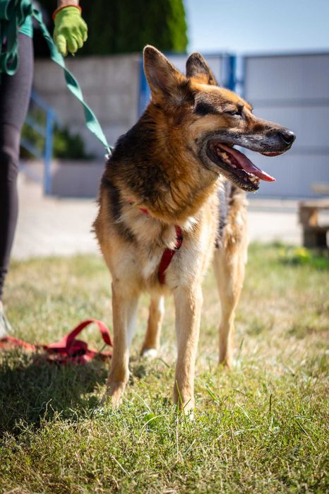 Posłuszny Axel owczarek pilnie szuka domku