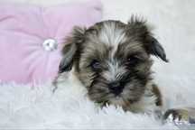 Yorkshire Terrier Biewer Terrier york