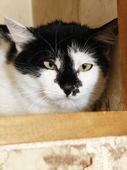 Термінове прилаштування! Киця Мілка 1рік няшна ніжна спокійна кішка