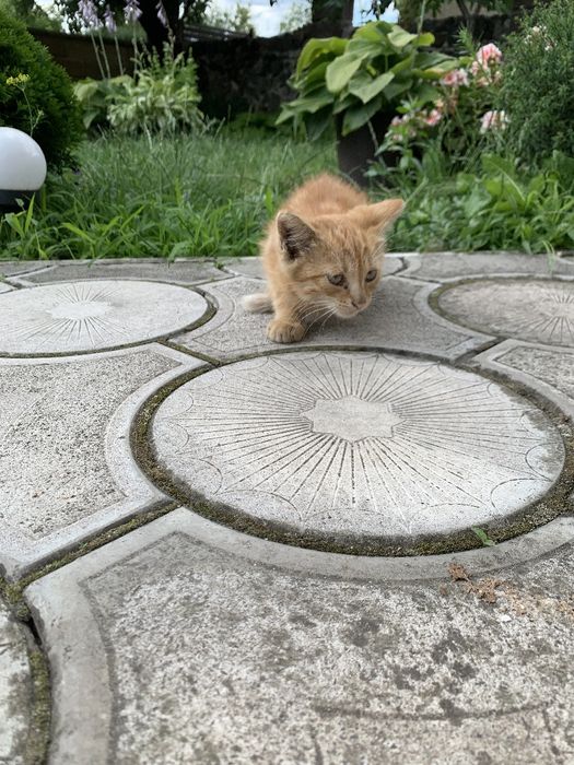Віддамо кошеня в добрі руки