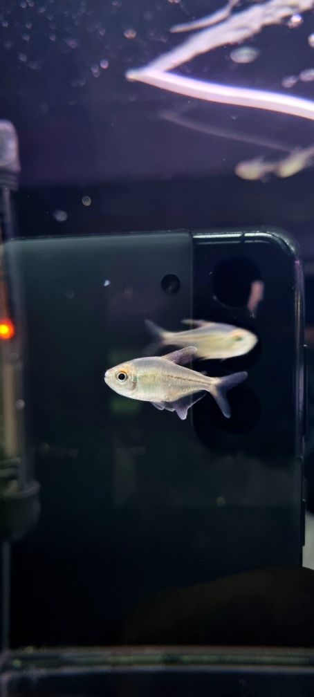 Błyszczyk brylantowy (tetra diamentowa)