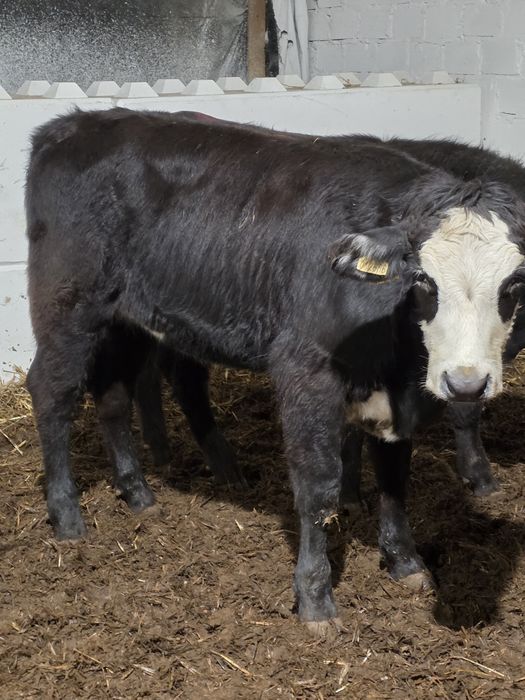 Jalówki miesne 10 sztuk waga okolo 230 kg
