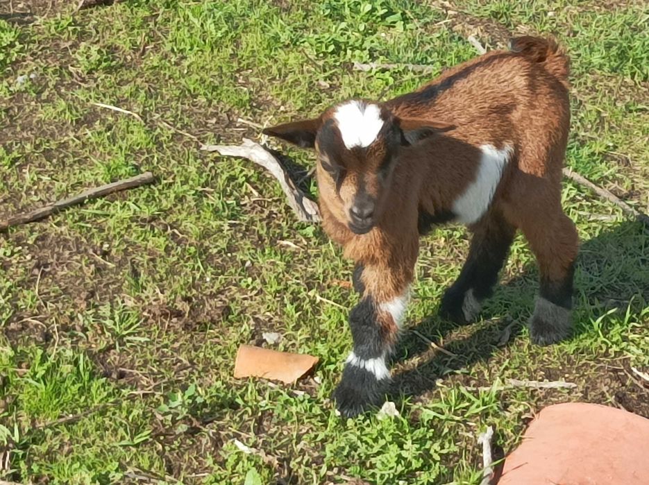 Cabritinho anão macho muito lindo