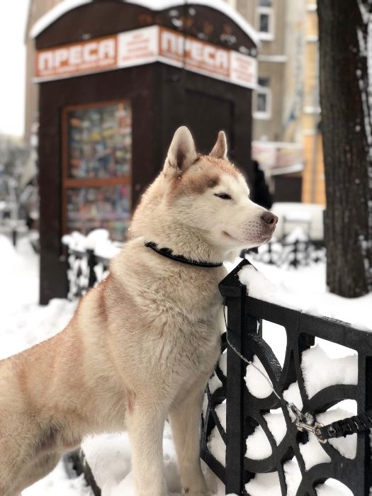 Красивий хлопчик (хаскі) шукає дівчинку!