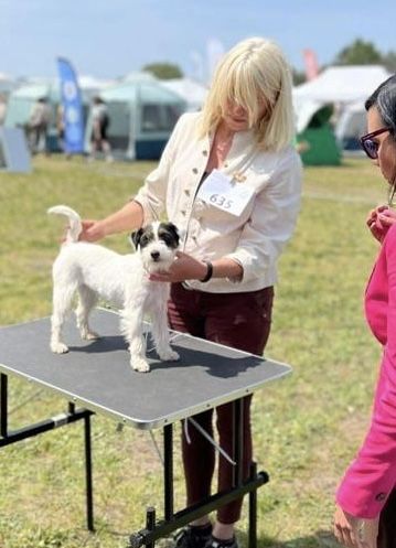 Parson Russell Terrier FCI przepiękna sunia