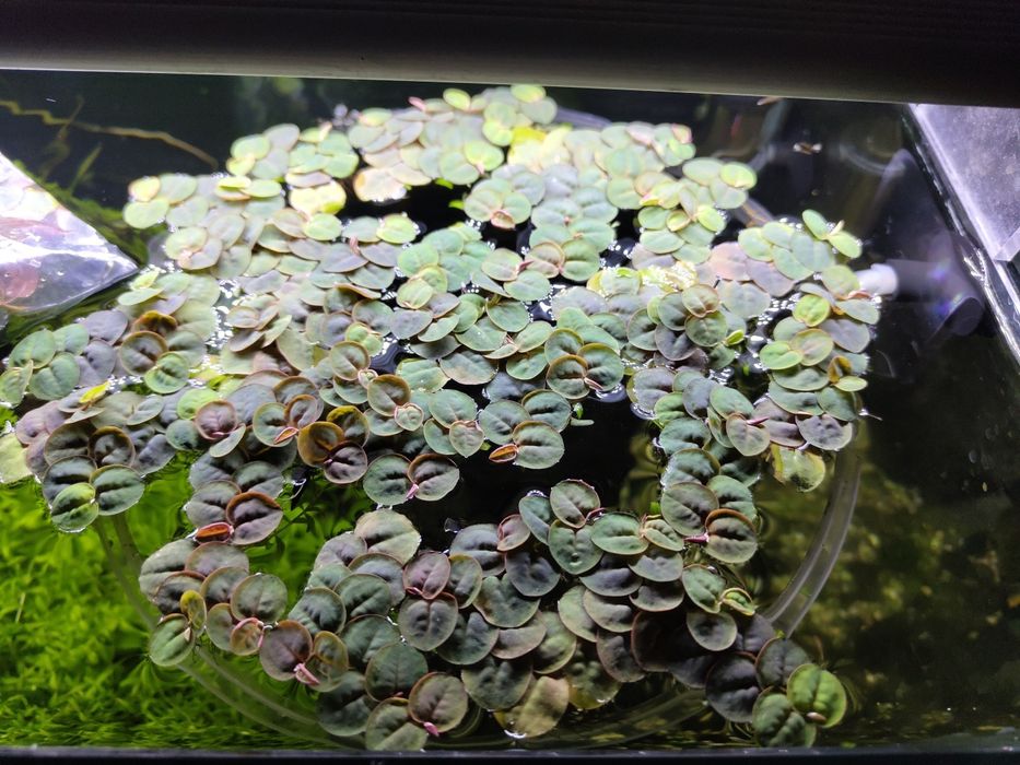 Red root floaters - Phyllantus fluitans