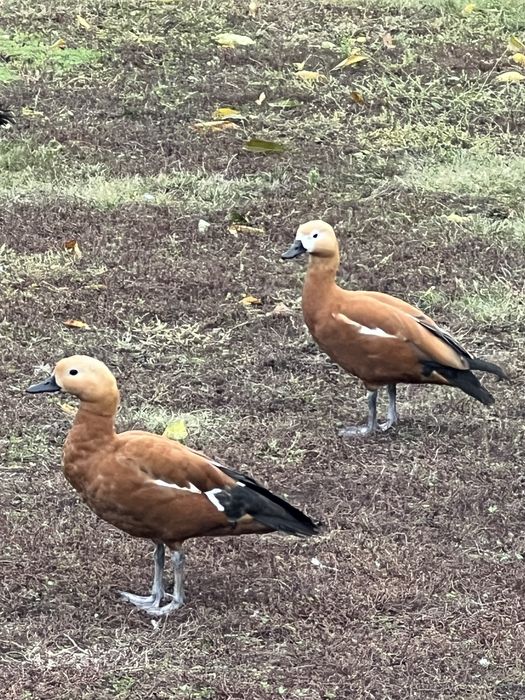 Утка  молода