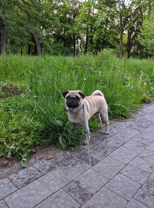 Мопс для в'язки!