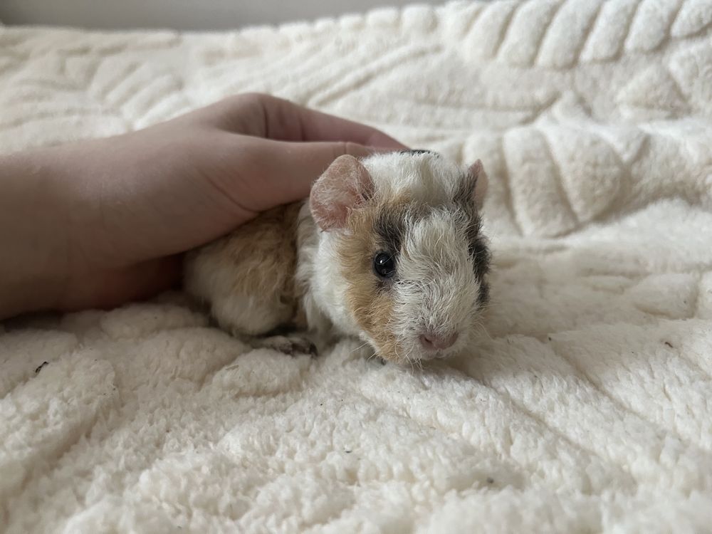 Świnka morska kawia domowa teddy