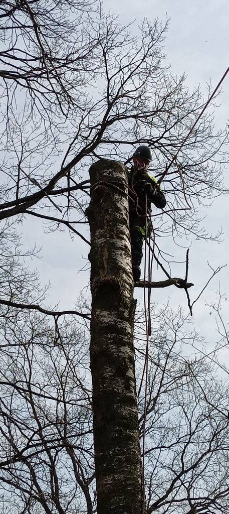 Najtaniej/szybka realizacja Arborystyka Wycinka Pielegnacja Drzew