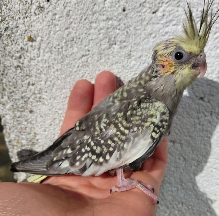 Caturra para criar á mão (unica disponível)