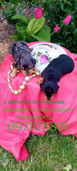 Такси це інтелігентна порода собак