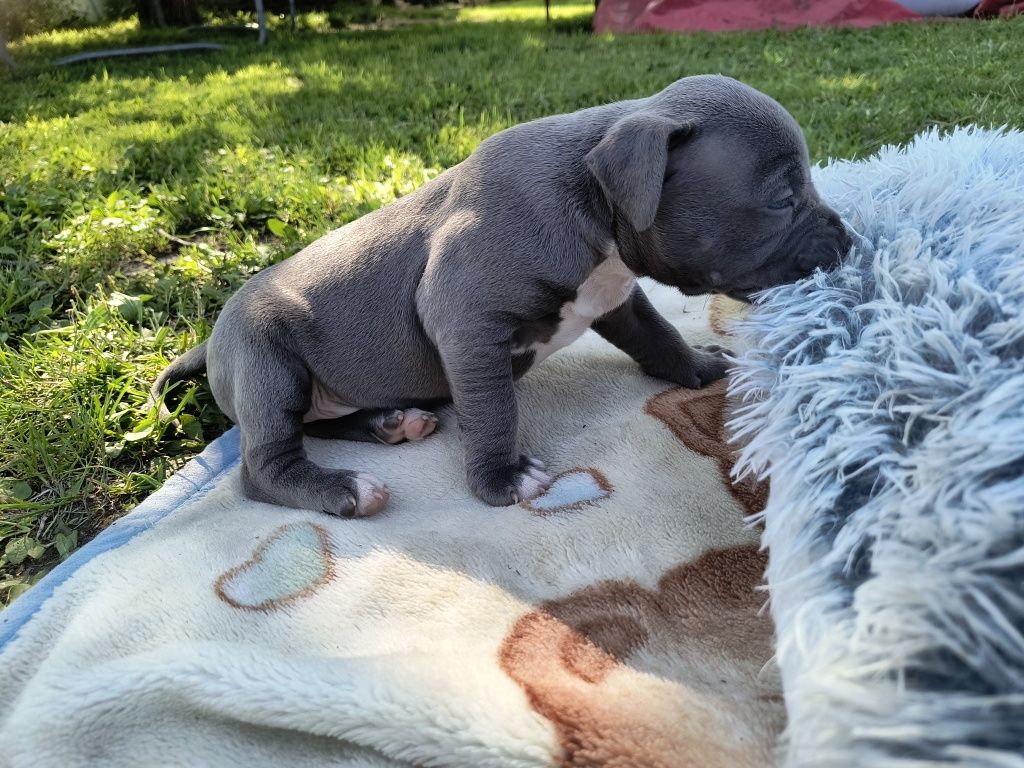 Amstaff Staffordshire Terrier piesek błękitny