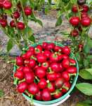 Papryczki cherry słodkie