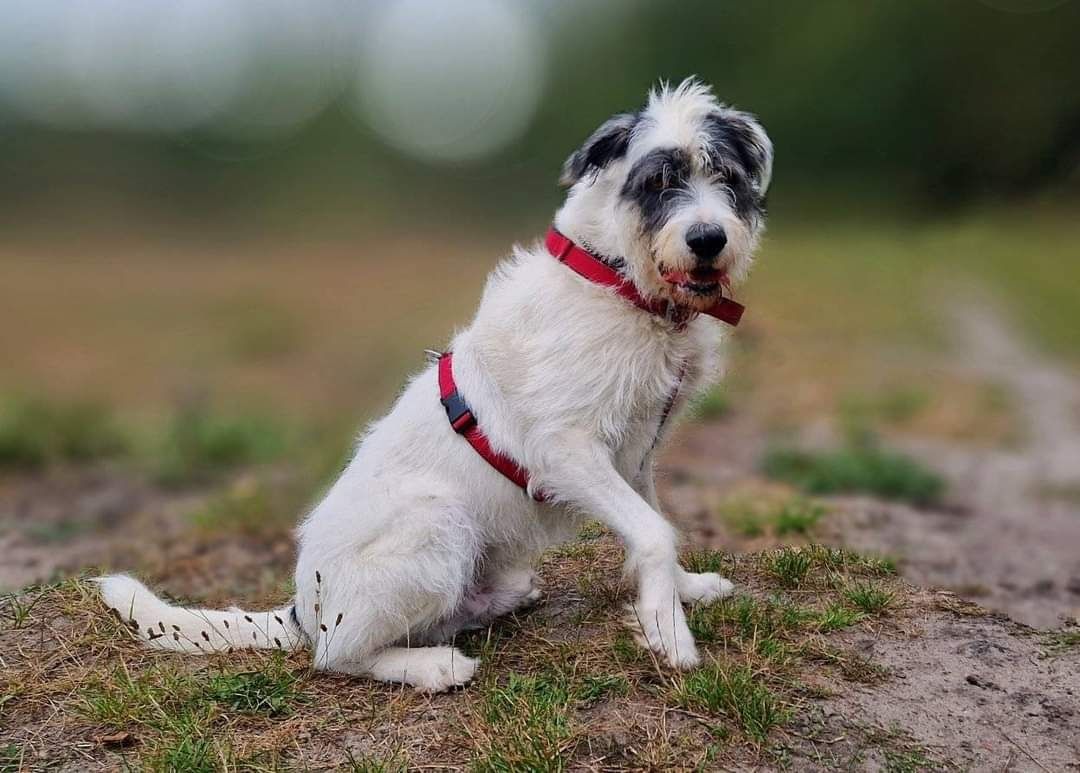 Terrier Reks szuka domu