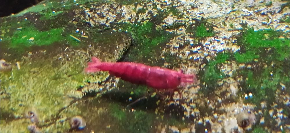 Neocardina red chery