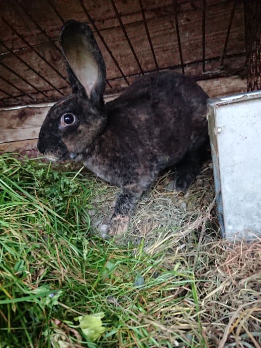 Królik rex trójbarwny samiec